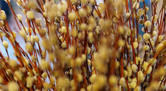 «ЯКО ОТРОЦЫ, ПОБЕДЫ ЗНАМЕНИЕ НОСЯЩЕ…»